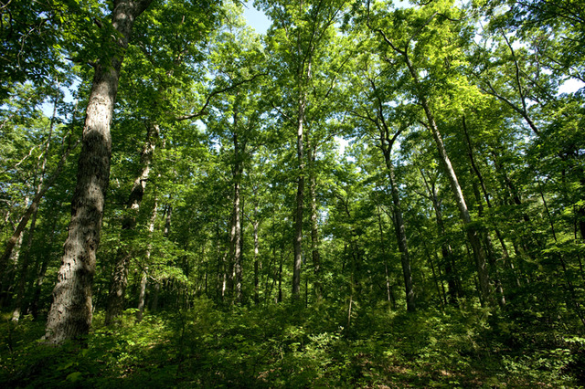 Healthy Forests Initiative