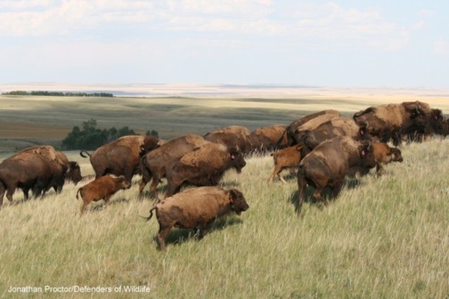 Creation of the great plane reservation