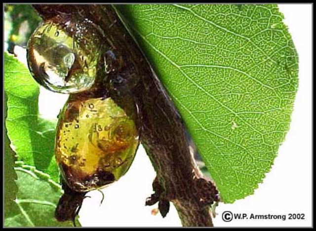 the first piece of gum