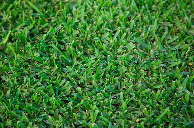 Shademaster: Sir Walter Buffalo