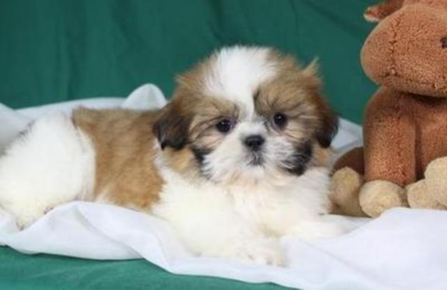 When i first got my puppy.