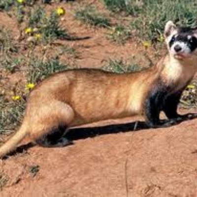 Timeline: Black-Footed Ferrets