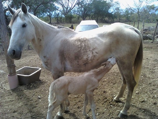Princesa y Chiquiado