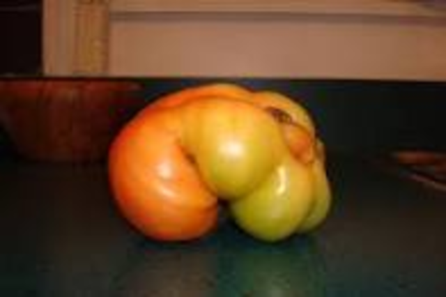 First Geneticly Modified Tomado