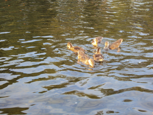 Went to Assiniboine Park
