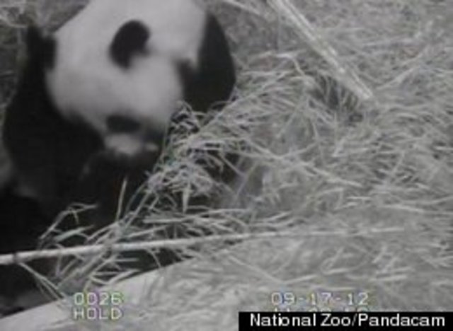 Baby Panda's Death