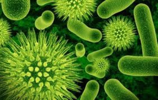 Anton van Leeuwenhoek