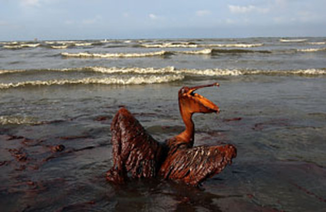 BP Oil Spill
