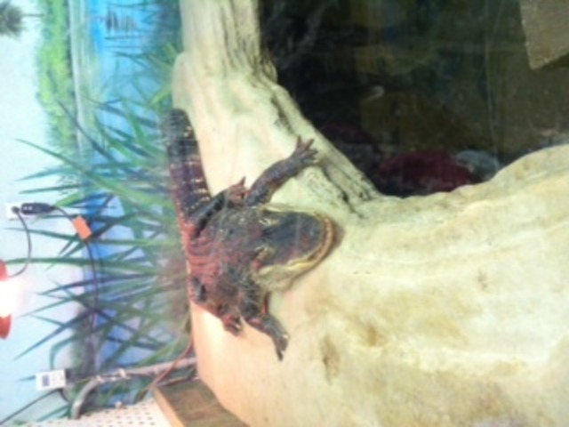 Went to see crocodiles