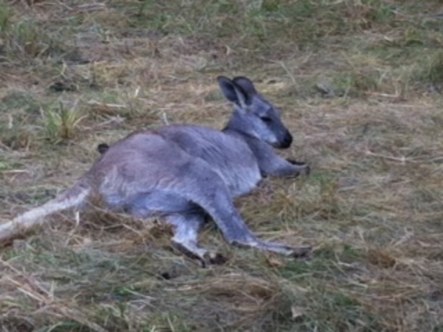 Went to kangaroo farm