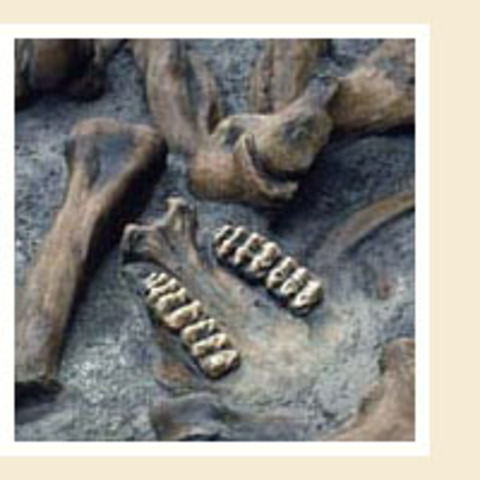 Prehistoric Era 1200 BC: Caveman days