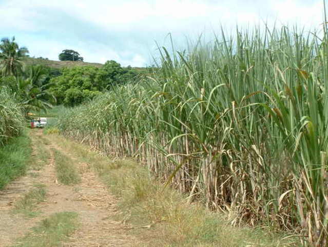 Kiss and Cane Field II