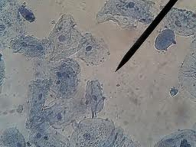 Creation of the Cell Theory.