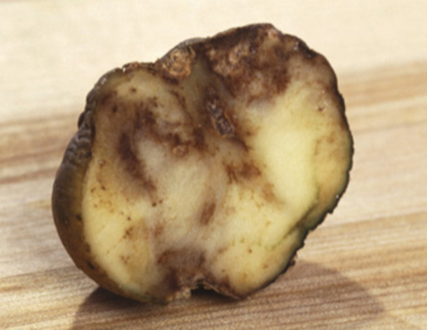 Life Ruined by the Potato Blight