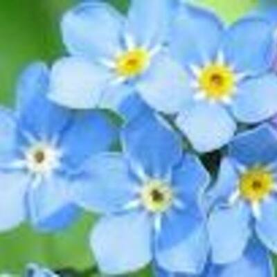 Timeline: Marilyn Quiñones Robles, Week 03, Timeline