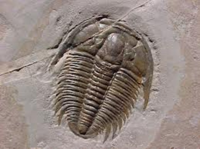 Cambrian