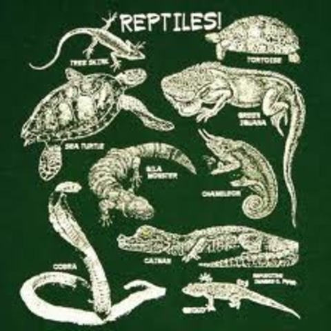 Carboniferous Period:345-280 MYA