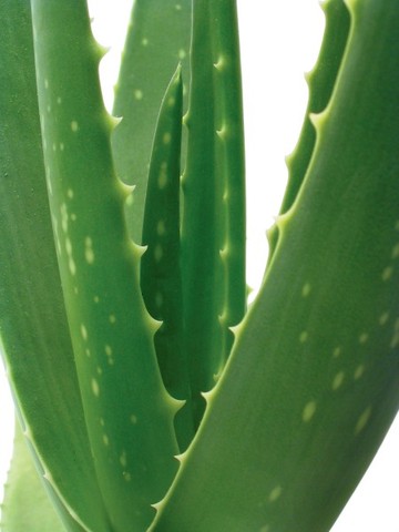 Use of Aloe Vera Plants