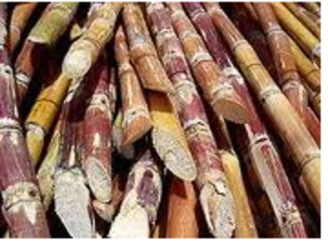 Sugar production begins