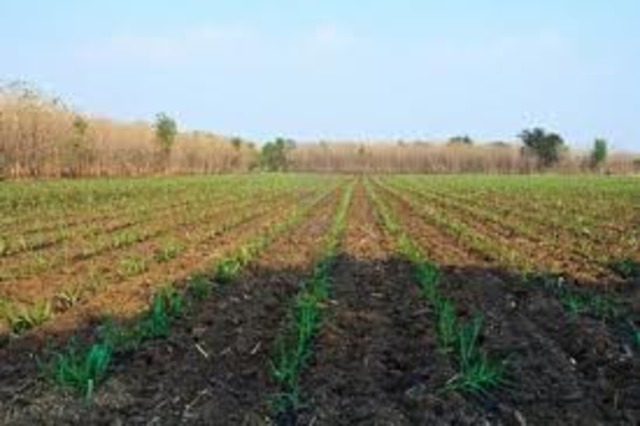 The Starting of Sugar