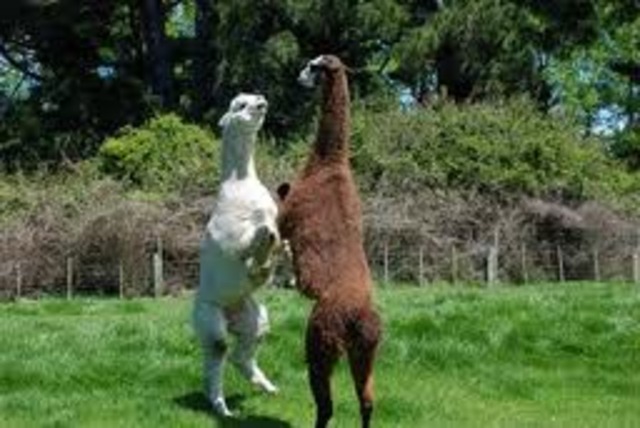 Llama peace treaty