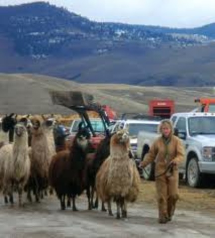 Overpopulation of llamas