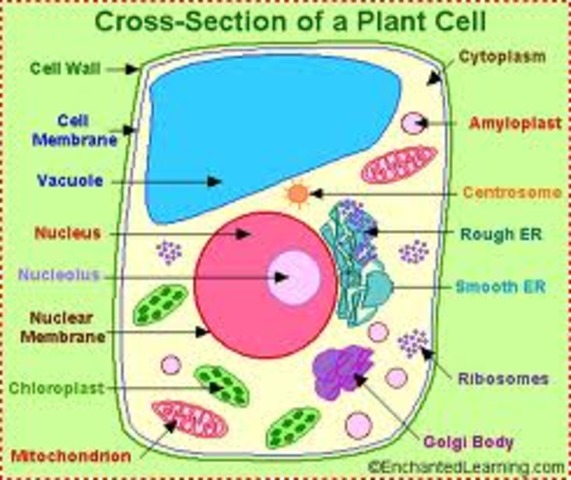 Plant cells are discovered.