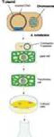 schell chilton van montagu fraley and horch