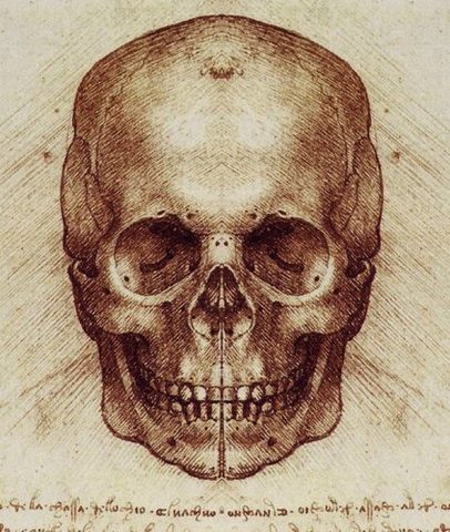 Dissection used to draw the human body