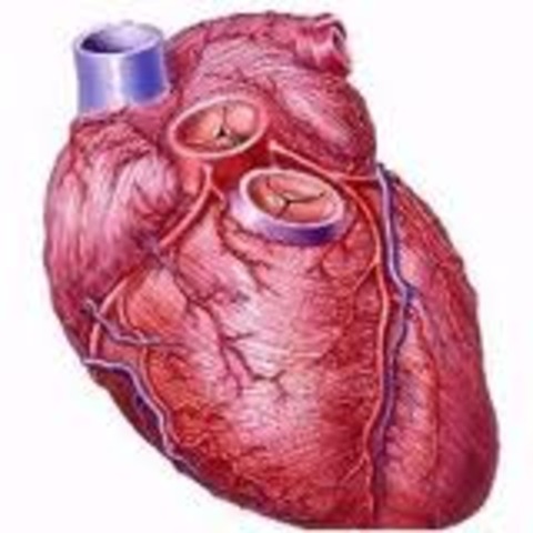 William Harvey's birthday