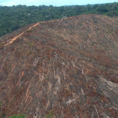Timeline: Desmatamento no Rio Grande do Sul