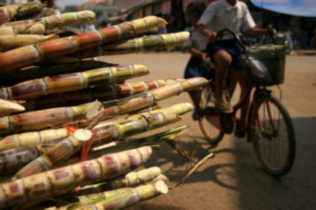 Suikerriet, een belangrijk producht.