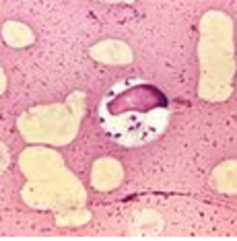 Another Leeuwenhoek Discovery