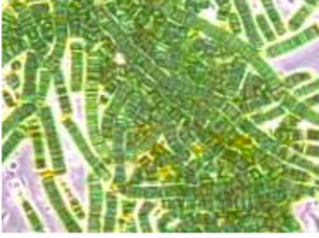 Antony van Leeuwenhoek