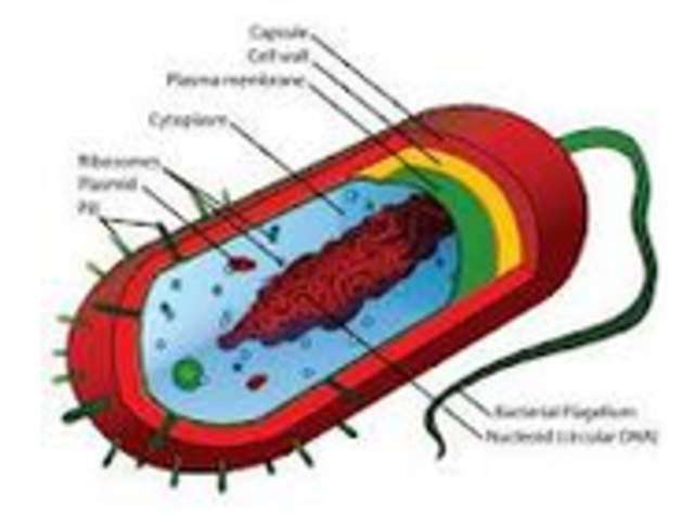 A New Idea is Spoken