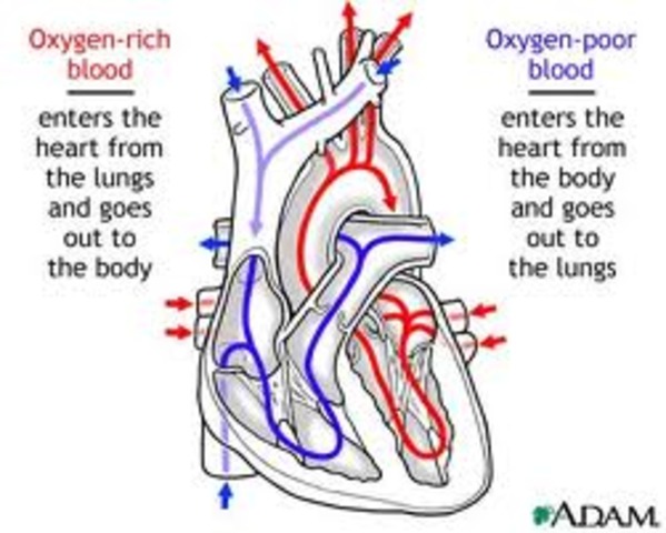 Circulation of Blood Flow is Described