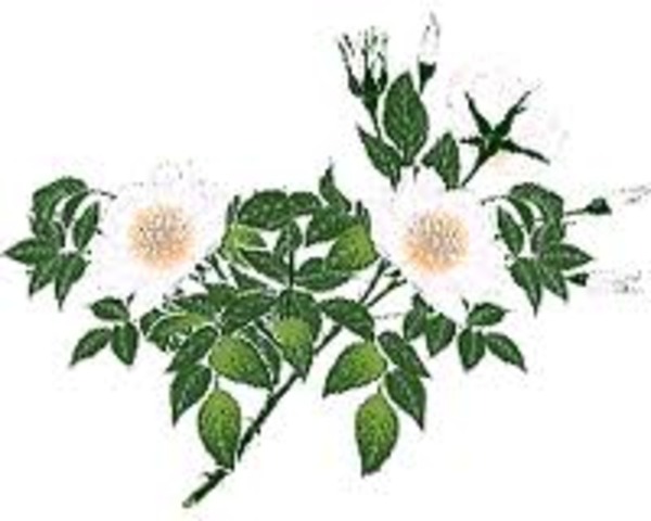 Rederijkerskamer 'De Eglentier'