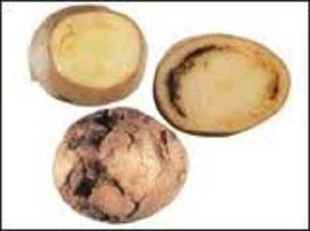 the potato rot