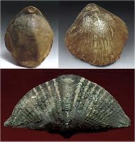 Cretaceous Period:136-65 MYA