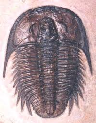 Cambrian