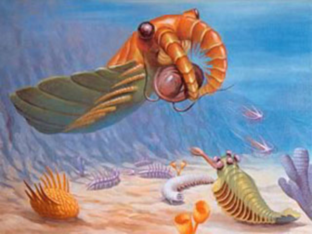 Cambrian 570-500 MYA