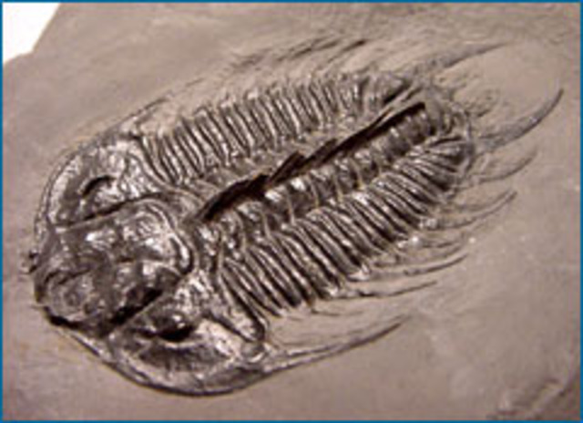 Cambrian