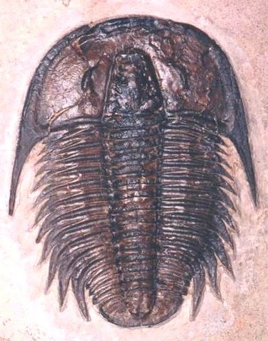 Cambrian