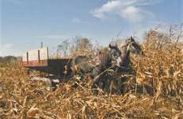 The invention of the Corn Picker