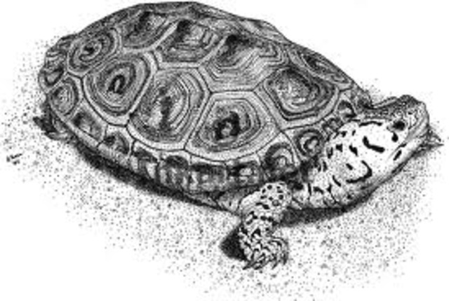 turtle