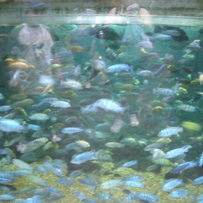 Timeline: Sonia's Language Timeline