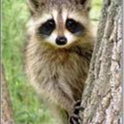 racconbacon 어드민이 되다!