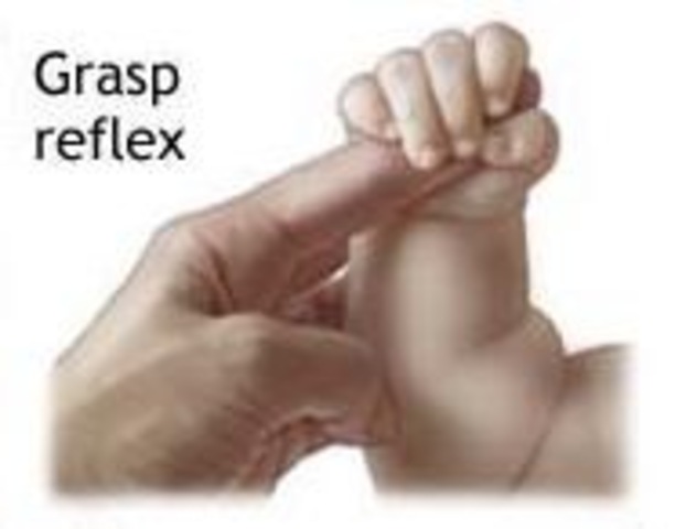 Reflex : Grasping Reflex