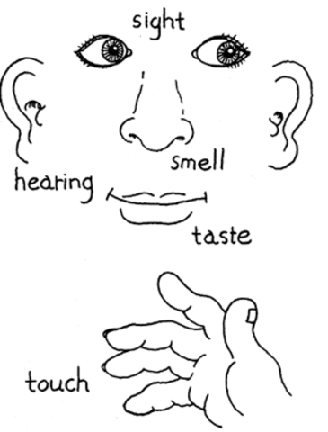 Week 10: Five Senses