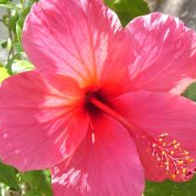 Timeline: jeeninga faith time line